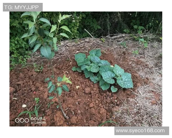 同城约战新玩法揭秘让你轻松找到志同道合的朋友一起畅玩